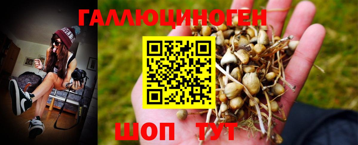 Псилоцибиновые грибы Psilocybine cubensis Шатура